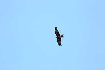 wildlife concept - steppe eagle flying in blue sky