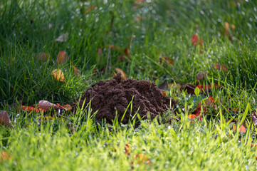 A fresh molehill in the grass