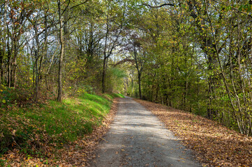 Obraz premium A path through the autumn forest