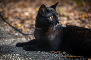Black cat lies in the sun