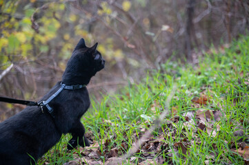 A curious black cat on a leash discovers nature