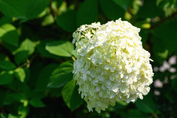 White hydrangea flowers in the garden close-up. Summer floral background