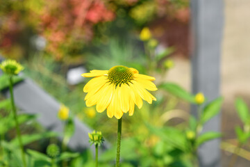 Yellow flower coreopsis in the garden. Summer floral background