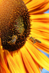 Bee and flower. Close up of a large striped bee collects honey on a yellow sunflower on a Sunny bright day. Macro horizontal photography. Summer and spring backgrounds