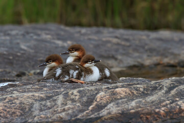 Baby mergansers resting on a rock. 