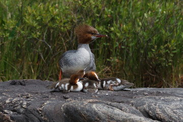 Female common merganser watching over her ducklings while they sleep. 