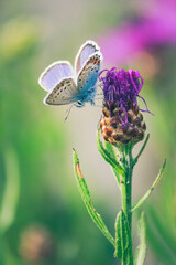 Makroaufnahme eines Schmetterlings (Bl&auml;uling)