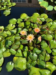 water lilies in the pond