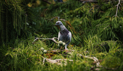 Aves de Barcelona