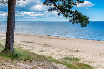 Sandy beach of the Baltic Sea with pine tree