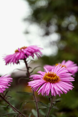 Fototapeta premium Multicolored floral natural background.