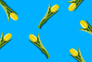 Yellow tulip on the blue background. Top view. Flat lay.
