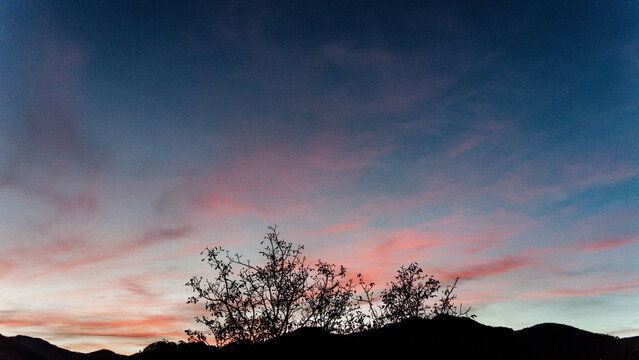 Tree and sunset