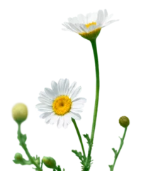 Fotobehang Naturally growing chamomile or daisy flowers © BillionPhotos.com