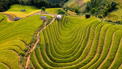 Fototapeta premium Rice fields on terraced prepare the harvest at Northwest Vietnam.