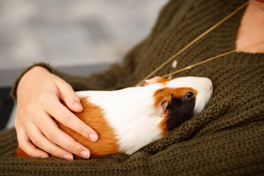 Guinea pig in the hands of a girl. Warm animal fur and small eyes