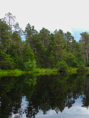 Fototapeta na wymiar Reflection of the forest on the lake 