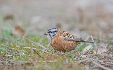 Rock Bunting (Emberiza cia) is usually lives on high altitude mountain slopes.