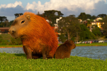 Capybaras in Barigui Park in Curitiba.