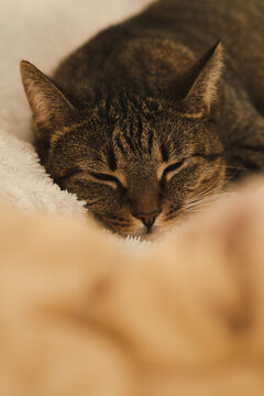 Portrait of a sleeping cat on the bed. Vertical photo