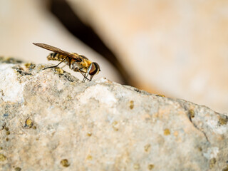 Sílfido en las rocas