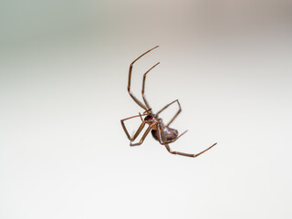 Araña trepando