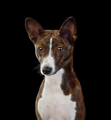 Portrait of Basenji dog