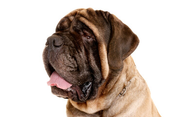 Old English Mastiff on white background