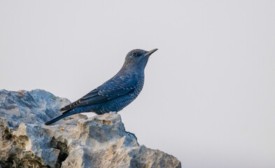 Blue Rock Thrush (Monticola solitarius) is a thrush that lives in rocky valleys and feeds on insects. It lives in Asia, Europe and Africa.