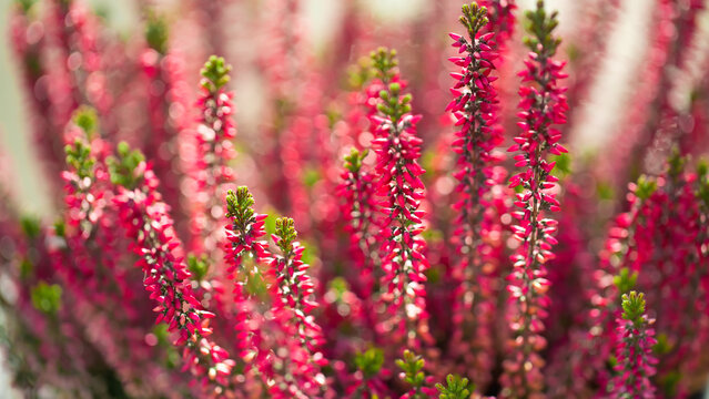 pink heather in the close up view, shallow depth of field