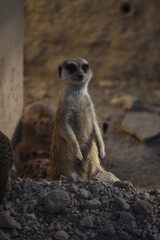 Fototapeta premium Suricata de pie mirando a cámara