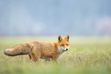 Fox Vulpes vulpes in autumn scenery, Poland Europe, animal walking among autumn meadow	