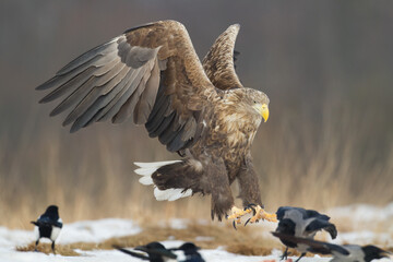 Majestic predator White-tailed eagle, Haliaeetus albicilla in Poland wild nature
