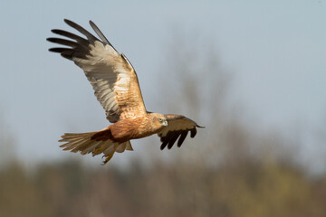 Flying Birds of prey Marsh harrier Circus aeruginosus, hunting time Poland Europe