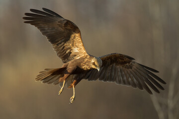Flying Birds of prey Marsh harrier Circus aeruginosus, hunting time Poland Europe