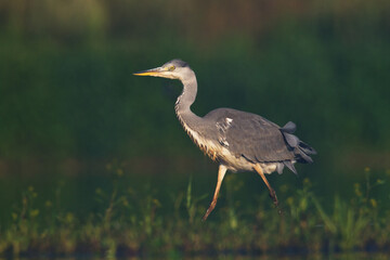 Bird Grey heron, gray heron Ardea cinerea bird on dark green background, hunting time