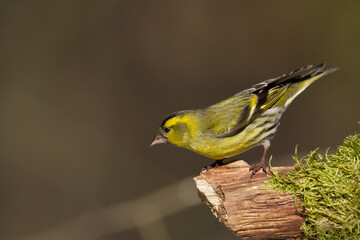 Bird Siskin Carduelis spinus male, small yellow bird, winter time in Poland Europe