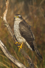 Birds of prey Sparrowhawk Accipiter nisus, hunting time bird sitting on the branch, Poland Europe