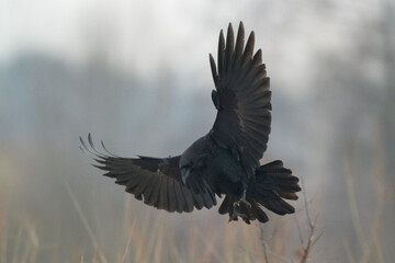 flying Bird beautiful raven Corvus corax North Poland Europe