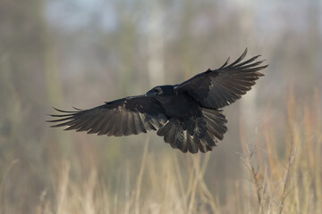 flying Bird beautiful raven Corvus corax North Poland Europe