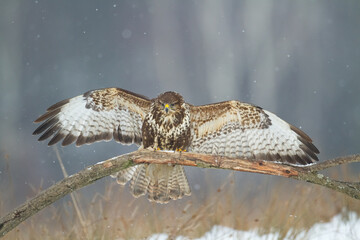 landing Common buzzard Buteo buteo in the fields in winter snow, buzzards in natural habitat, hawk...
