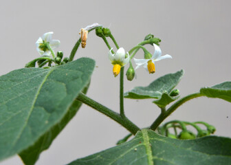 In nature grows nightshade (Solanum nigrum)