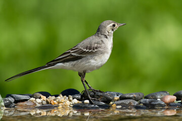 Bird white wagtail Motacilla alba small bird with long tail on light brown background, Poland Europe