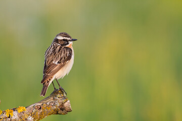 Bird Whinchat Saxicola rubetra - bird sitting on the weed, male, amazing background with warm light summer time Poland, Europe