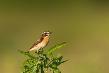 Bird Whinchat Saxicola rubetra - bird sitting on the weed, male, amazing background with warm light summer time Poland, Europe