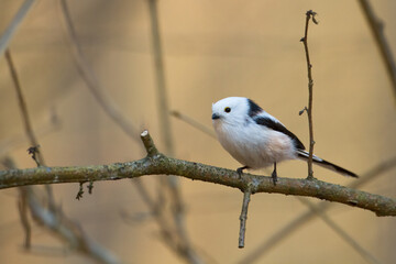 Bird long-tailed tit Aegithalos caudatus perched on tree Poland Europe	