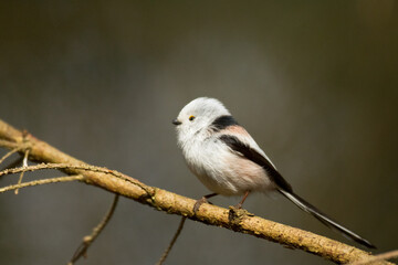 Bird long-tailed tit Aegithalos caudatus perched on tree Poland Europe	