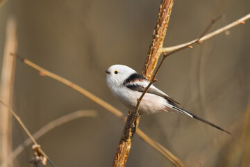 Bird long-tailed tit Aegithalos caudatus perched on tree Poland Europe	
