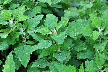 White quinoa (Chenopodium album) grows in nature
