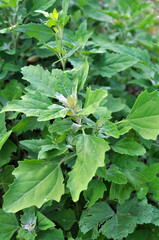 White quinoa (Chenopodium album) grows in nature